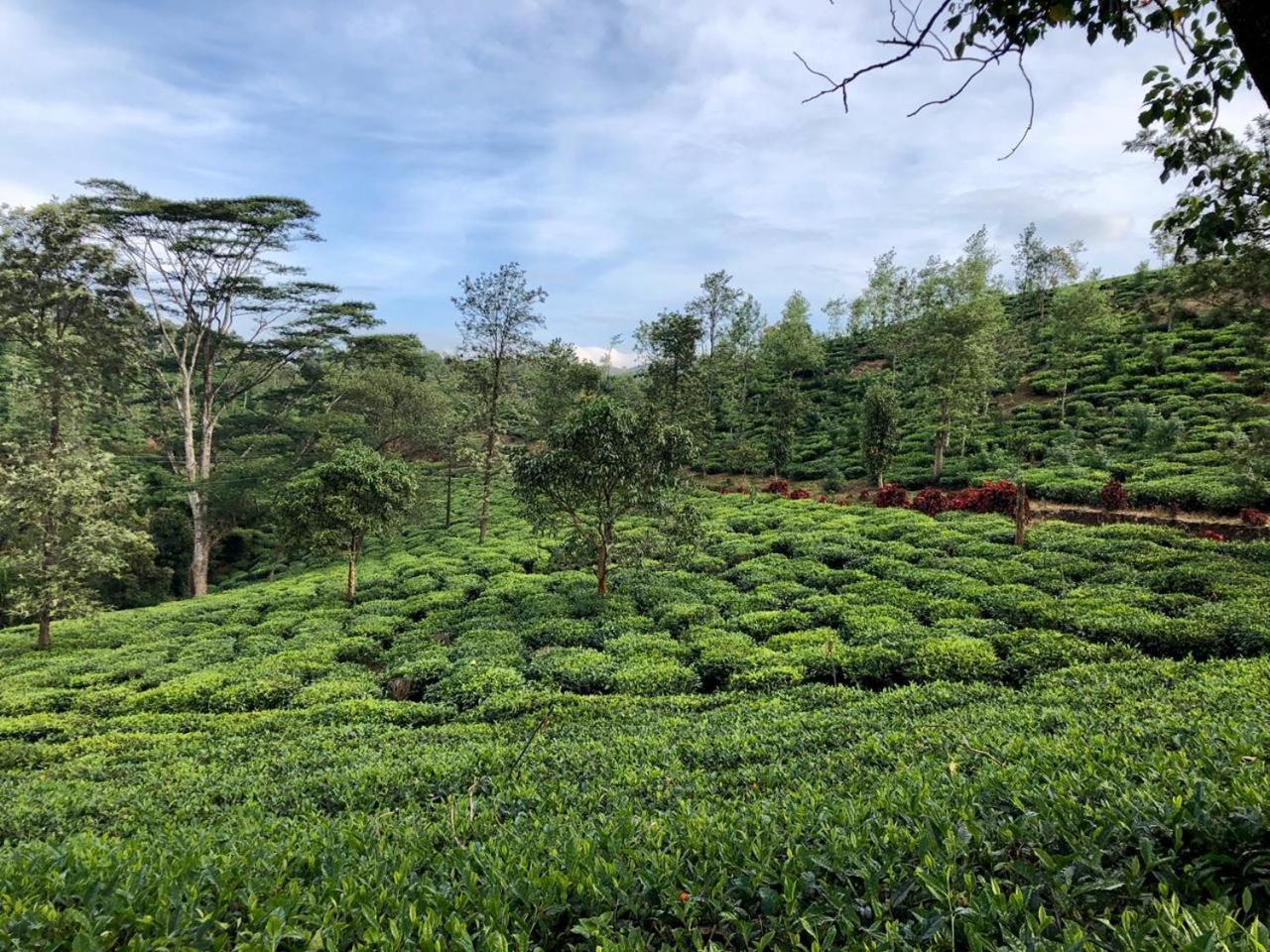 Parisons Plantation Experiences By Abad Hotel Mananthavady Exterior photo